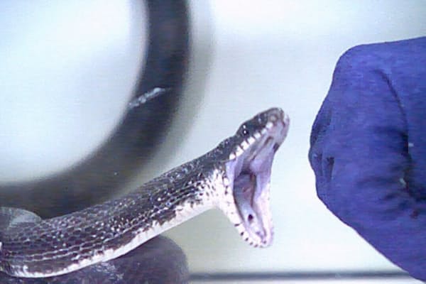 スクープ写真 交尾後にオスを絞め殺すアナコンダ Nikkei Style スクープ写真 交尾後にオスを絞め殺すアナコンダ Nikkei Style