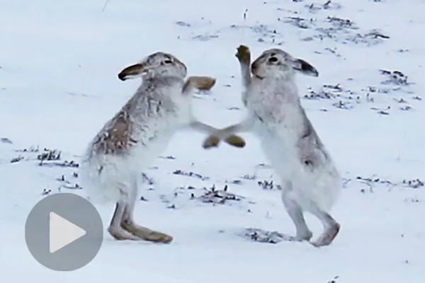 カメラは見た ノウサギは実は肉食系でもあった Nikkei Style カメラは見た ノウサギは実は肉食系でもあった Nikkei Style