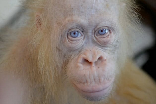 白い オランウータン ゴリラ キリン その理由は Nikkei Style 白い オランウータン ゴリラ キリン その理由は Nikkei Style