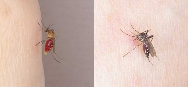 蚊 ネコノミ ヒアリ 虫に刺されたらどう対処 Nikkei Style 蚊 ネコノミ ヒアリ 虫に刺されたらどう対処 Nikkei Style