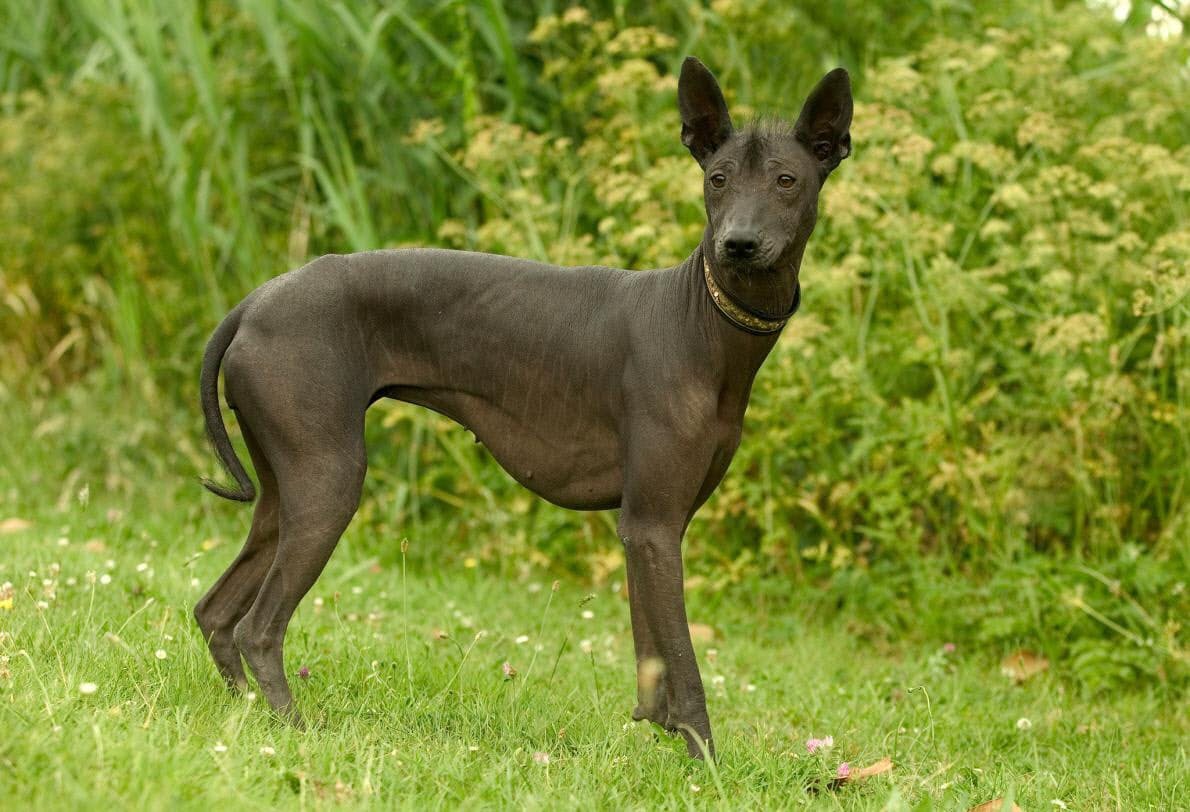 3500年続く古代の犬種 ショロ 絶滅寸前から復活 Nikkei Style 3500年続く古代の犬種 ショロ 絶滅寸前から復活 Nikkei Style