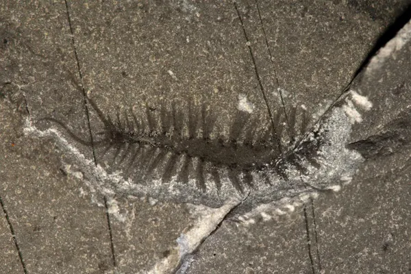 地球最古級 謎の古代生物の正体は 動物 と判明 Nikkei Style