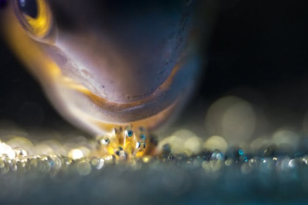 卵を守り育てる海の生き物たち 命をつなぐ美しさ Nikkei Style