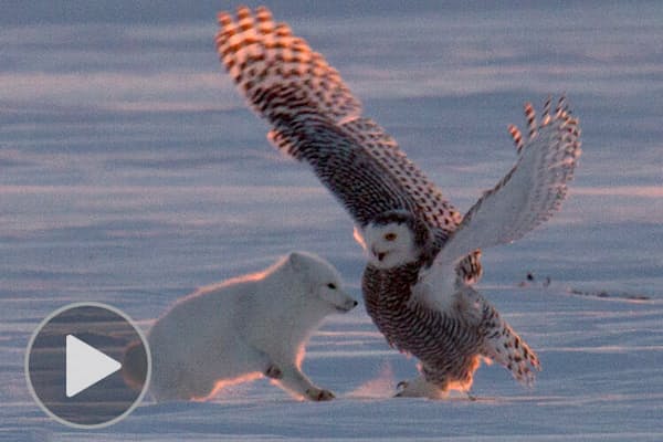 Nyのツリーにフクロウがなぜ 珍事件の一部始終 Nikkei Style Nyのツリーにフクロウがなぜ 珍事件の一部始終 Nikkei Style