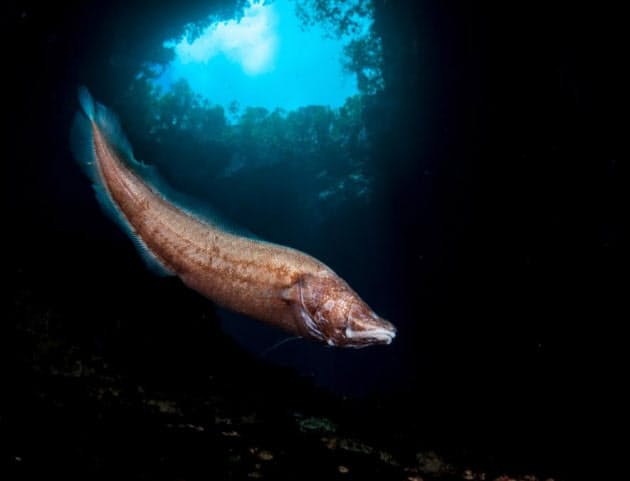 サメに超接近 圧巻の水中写真が海の大切さ訴える Nikkei Style サメに超接近 圧巻の水中写真が海の大切さ訴える Nikkei Style