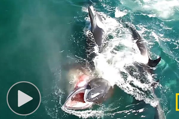 サメとワニが海で一緒に食事 ごちそうは死んだクジラ Nikkei Style サメとワニが海で一緒に食事 ごちそうは死んだクジラ Nikkei Style