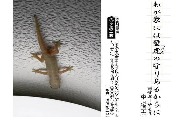 夏の小さな生き物 その2 俳句一口講座 やもり Nikkei Style 夏の小さな生き物 その2 俳句一口講座 やもり Nikkei Style