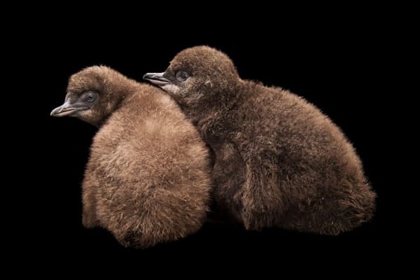 思わずお題を付けたくなる 笑撃の野生動物写真 Nikkei Style 思わずお題を付けたくなる 笑撃の野生動物写真 Nikkei Style