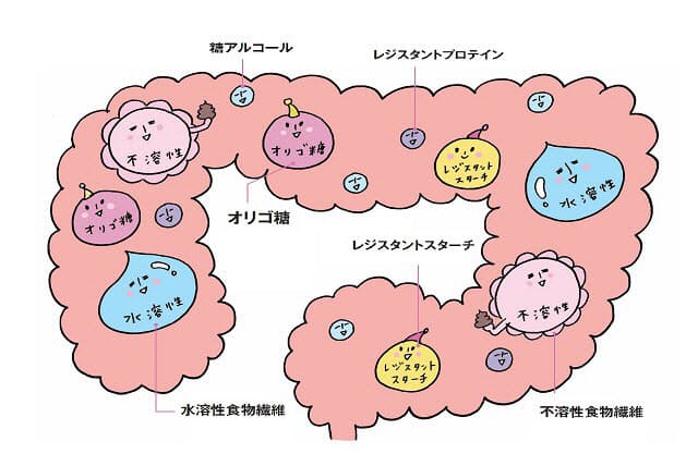 肥満や肌荒れ抑制で注目 腸が喜ぶ食物繊維のとり方 Nikkei Style 肥満や肌荒れ抑制で注目 腸が喜ぶ食物繊維のとり方 Nikkei Style