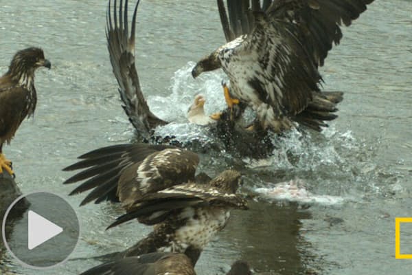 心臓を一突きされたハクトウワシ 真犯人は意外な動物 Nikkei Style
