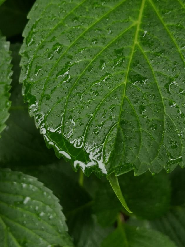 雨上がりの水滴は暗めに補正 水滴 映り込み スマホの撮影ワザで雨の日を楽しく Nikkei Style 雨上がりの水滴は暗めに補正 水滴 映り込み スマホの撮影ワザで雨の日を楽しく Nikkei Style