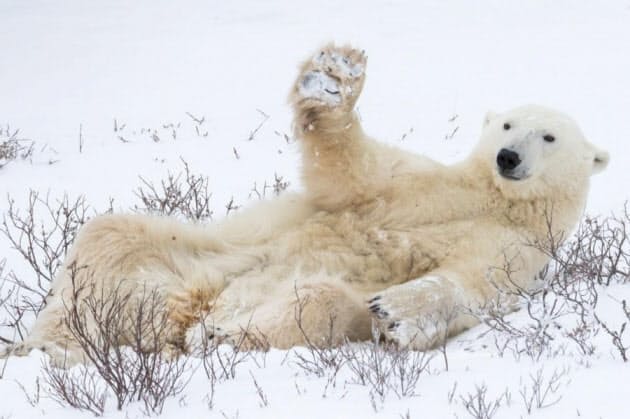 思わずお題を付けたくなる 笑撃の野生動物写真 Nikkei Style 思わずお題を付けたくなる 笑撃の野生動物写真 Nikkei Style