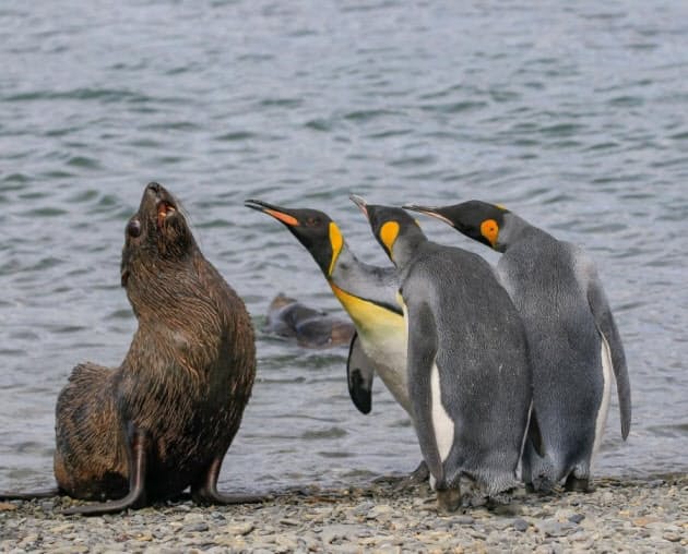 思わずお題を付けたくなる 笑撃の野生動物写真 Nikkei Style 思わずお題を付けたくなる 笑撃の野生動物写真 Nikkei Style