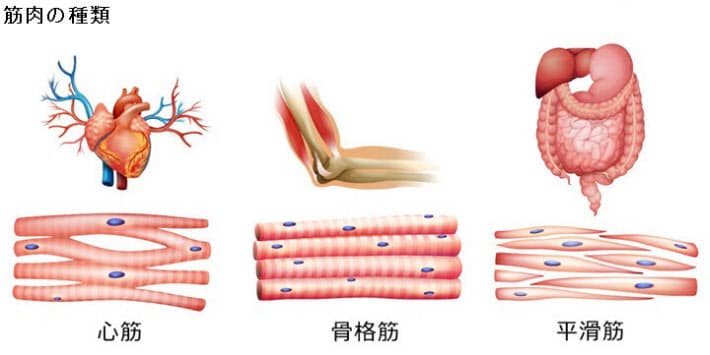 健康寿命を延ばすためにまず鍛えるべきは 速筋 転ばない体づくり 鍛える筋肉は Nikkei Style 健康寿命を延ばすためにまず鍛えるべきは 速筋 転ばない体づくり 鍛える筋肉は Nikkei Style