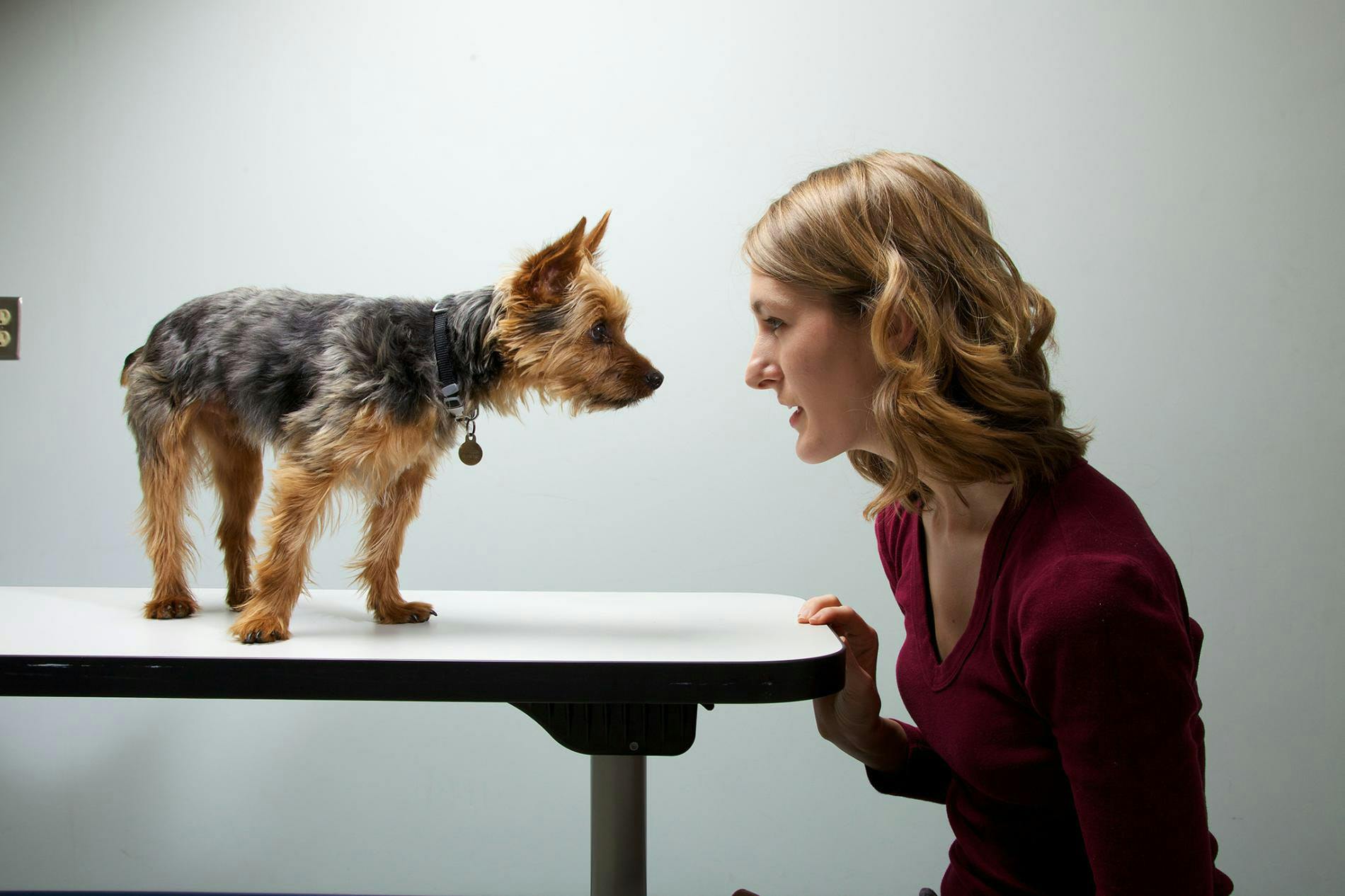 犬の性格は飼い主に似る 研究で認められる Nikkei Style 犬の性格は飼い主に似る 研究で認められる Nikkei Style
