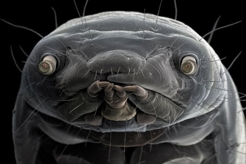 あなた誰 電子顕微鏡で撮った不思議な生物の肖像 Nikkei Style あなた誰 電子顕微鏡で撮った不思議な生物の肖像 Nikkei Style