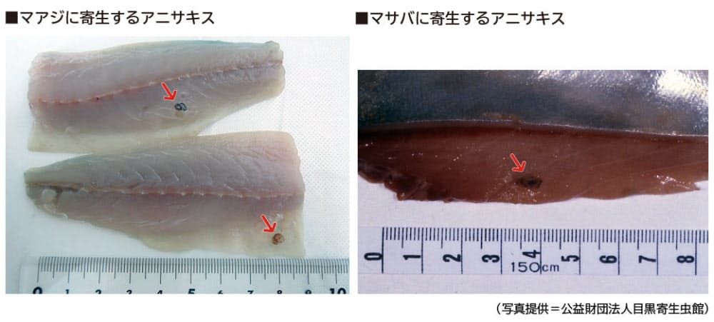 魚の生食は 新鮮 安全 ではない アニサキスに注意 Nikkei Style 魚の生食は 新鮮 安全 ではない アニサキスに注意 Nikkei Style