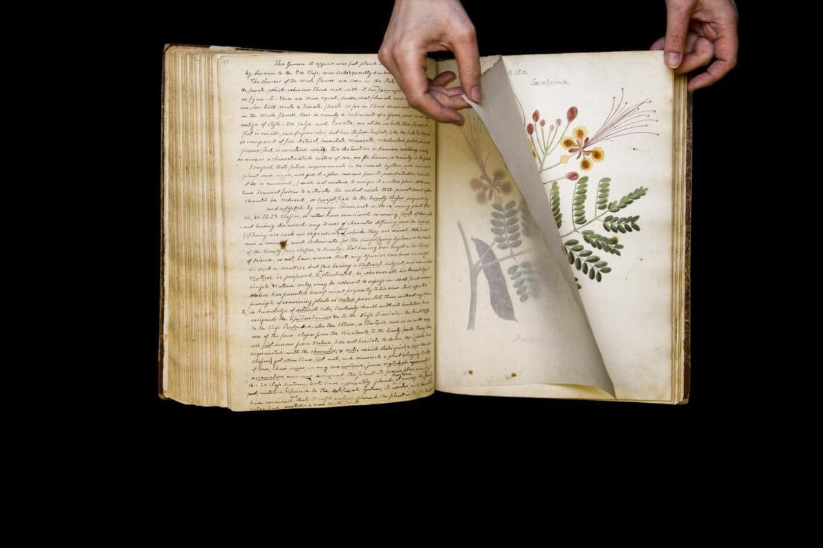 失われたカリブの手描き植物図鑑 190年ぶりに発見 Nikkei Style 失われたカリブの手描き植物図鑑 190年ぶりに発見 Nikkei Style