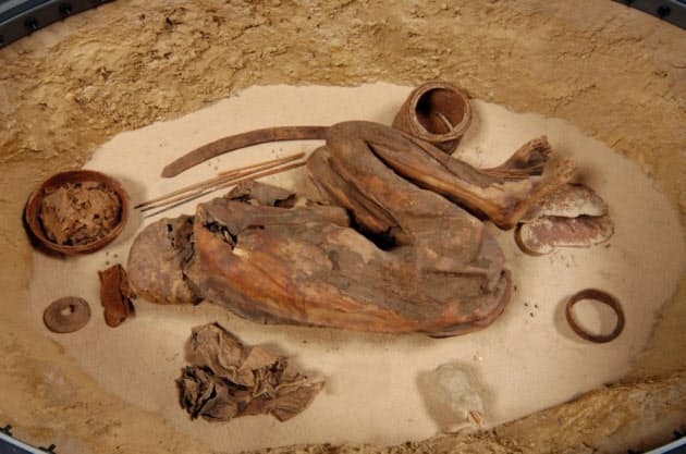 偶然の産物ではない エジプト5600年前のミイラ Nikkei Style 偶然の産物ではない エジプト5600年前のミイラ Nikkei Style