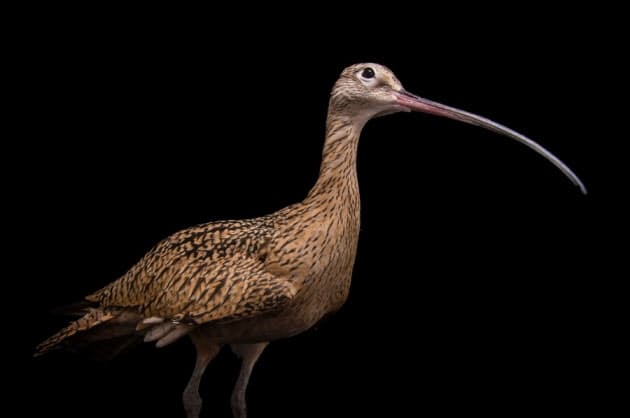 かわいい こわい 奇妙なくちばしをもつ鳥12選 Nikkei Style かわいい こわい 奇妙なくちばしをもつ鳥12選 Nikkei Style