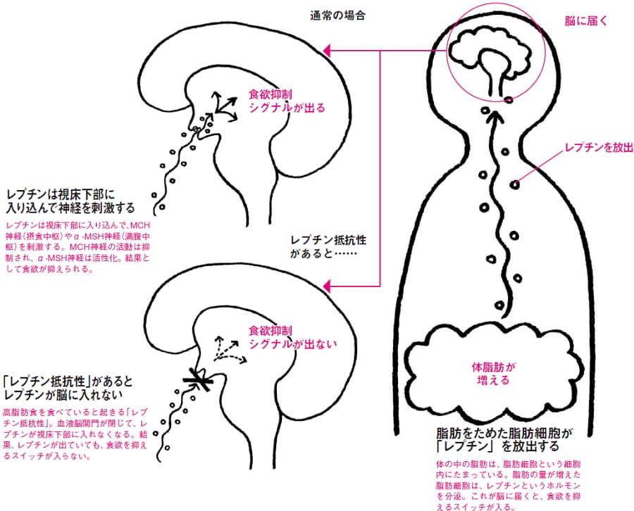 ダイエットの味方 食欲抑える 満腹ホルモン 働きもののカラダの仕組み 北村昌陽 Nikkei Style