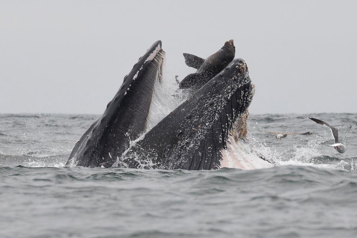 衝撃写真 クジラがアシカを 丸のみ その真相 Nikkei Style 衝撃写真 クジラがアシカを 丸のみ その真相 Nikkei Style