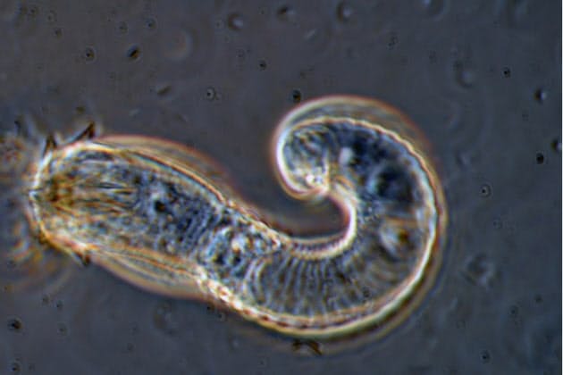 まるで漫画 寄生獣 ハリガネムシの恐るべき一生 Nikkei Style