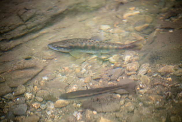 寄生虫ハリガネムシ どうやって宿主の心を操るのか Nikkei Style 寄生虫ハリガネムシ どうやって宿主の心を操るのか Nikkei Style