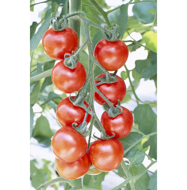 昔はまずかった トマト フルーツ感覚で高まる人気 Nikkei Style 昔はまずかった トマト フルーツ感覚で高まる人気 Nikkei Style