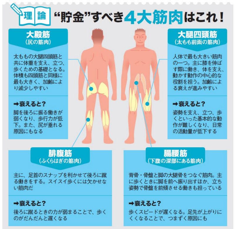 鍛えるべきは下半身の筋肉 谷本流 究極のスクワット Nikkei Style 鍛えるべきは下半身の筋肉 谷本流 究極のスクワット Nikkei Style