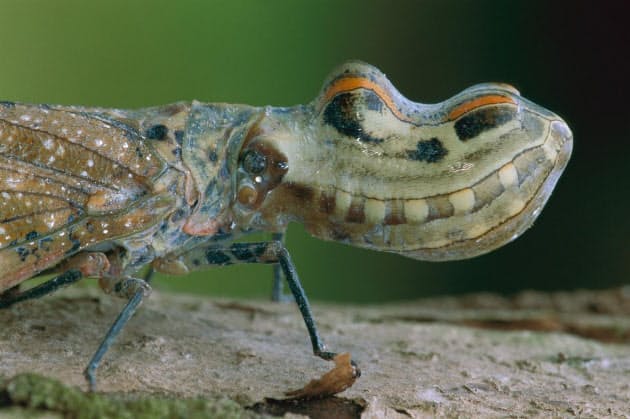 ワニ頭の昆虫 ヘビなのワニなの それパンダ 生物の似せる生存戦略 Nikkei Style ワニ頭の昆虫 ヘビなのワニなの それパンダ 生物の似せる生存戦略 Nikkei Style