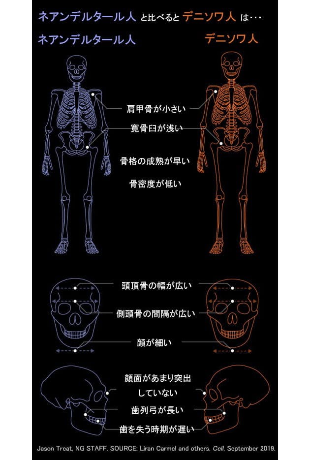 見事としか言いようのない研究 謎の古代人類 デニソワ人の骨格をdnaから復元 Nikkei Style 見事としか言いようのない研究 謎の古代人類 デニソワ人の骨格をdnaから復元 Nikkei Style
