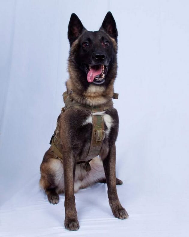 兵士と生涯を共にする軍用犬 Is指導者追い詰め脚光 Nikkei Style 兵士と生涯を共にする軍用犬 Is指導者追い詰め脚光 Nikkei Style