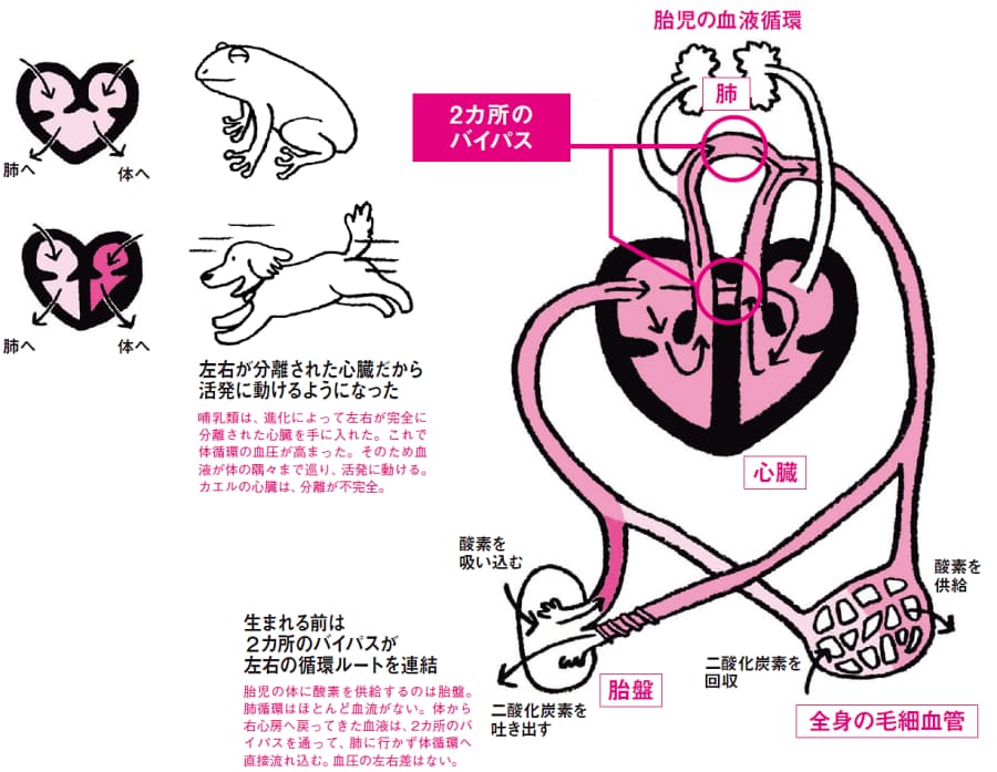 カエルの心臓音は真ん中から聞こえる 実は中央にある心臓 左胸がドキドキする理由 Nikkei Style カエルの心臓音は真ん中から聞こえる 実は中央にある心臓 左胸がドキドキする理由 Nikkei Style