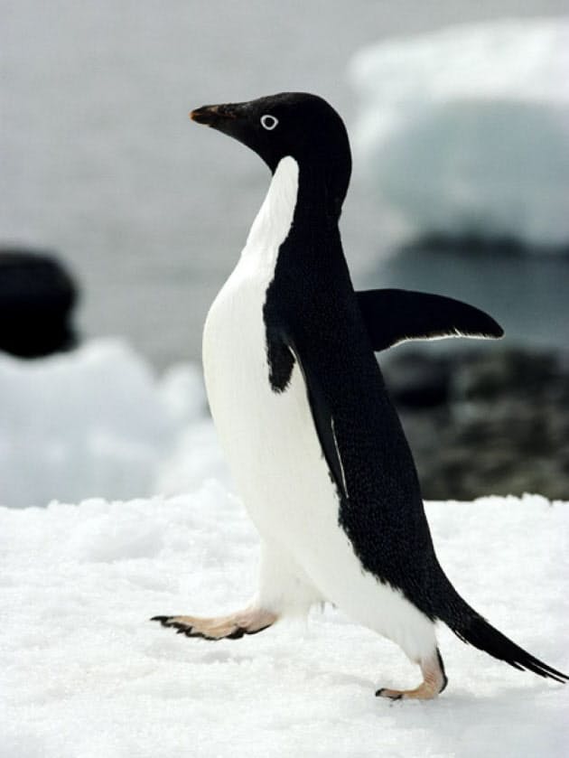 ペンギンがいるのは 南極と北極の動物 なぜ違う Nikkei Style ペンギンがいるのは 南極と北極の動物 なぜ違う Nikkei Style