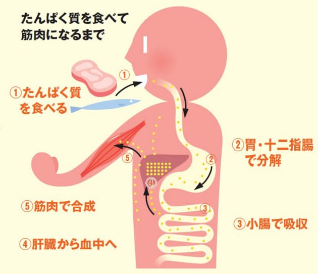 サーモンとチーズ たんぱく質の2種類使いで楽らく育筋 朝食こそたんぱく質が必要 Nikkei Style サーモンとチーズ たんぱく質の2種類使いで楽らく育筋 朝食こそたんぱく質が必要 Nikkei Style