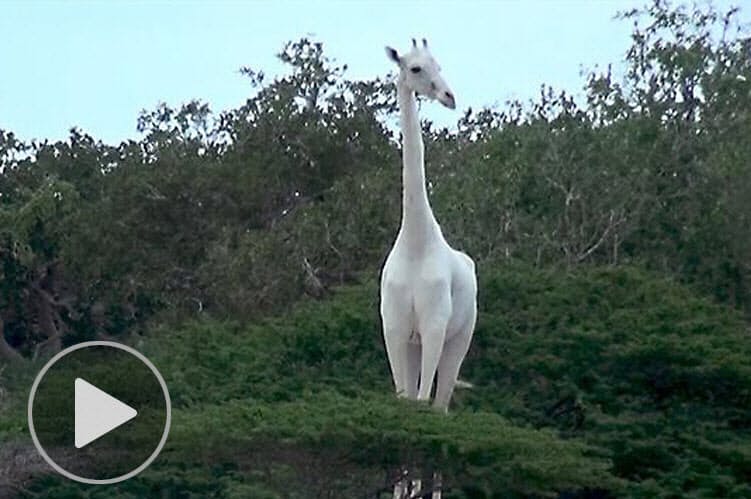 全身真っ白なキリン 2頭殺される 残る1頭は Nikkei Style 全身真っ白なキリン 2頭殺される 残る1頭は Nikkei Style