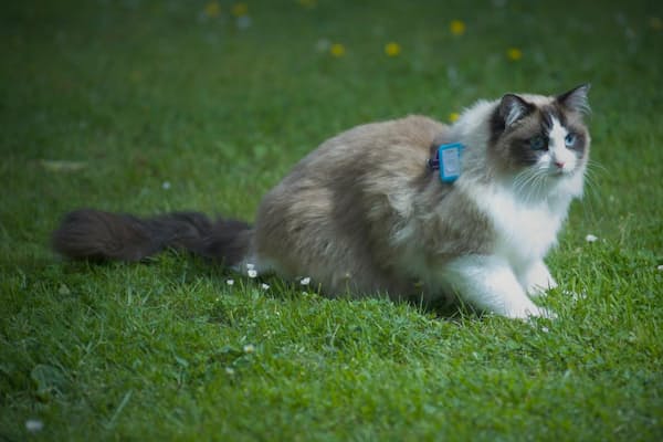 2月22日は猫の日 間違っているかも ネコのしつけ Nikkei Style 2月22日は猫の日 間違っているかも ネコのしつけ Nikkei Style