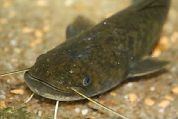 ニホンウナギに新たな謎 海で一生 4割も Nikkei Style ニホンウナギに新たな謎 海で一生 4割も Nikkei Style