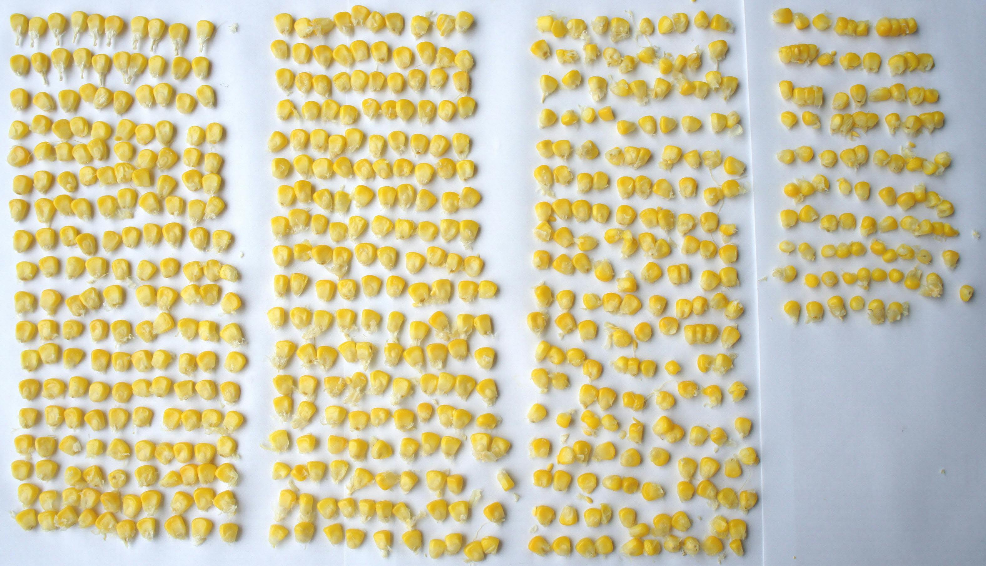 1つの軸に2つの花 粒はもともと雌花 トウモロコシの粒の数は必ず偶数 数えてみた Nikkei Style 1つの軸に2つの花 粒はもともと雌花 トウモロコシの粒の数は必ず偶数 数えてみた Nikkei Style