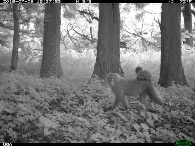 人間に遭わない 福島立入禁止区域で増える動物たち Nikkei Style 人間に遭わない 福島立入禁止区域で増える動物たち Nikkei Style