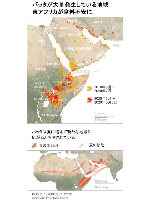 コロナと同じ深刻さ バッタ禍の第2波が招く食糧危機 Nikkei Style