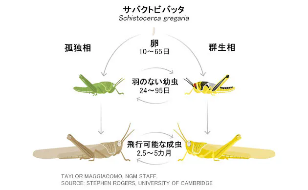 群生タイプに 変身 コロナと同じ深刻さ バッタ禍の第2波が招く食糧危機 Nikkei Style