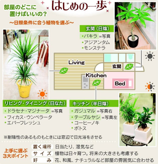 観葉植物で部屋をおしゃれに 上手に選ぶ3つのコツ Nikkei Style 観葉植物で部屋をおしゃれに 上手に選ぶ3つのコツ Nikkei Style