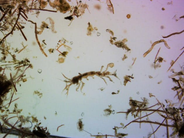 甲羅の上の多彩な面々 甲羅の上の 世界 ウミガメの背に10万もの生物 Nikkei Style 甲羅の上の多彩な面々 甲羅の上の 世界 ウミガメの背に10万もの生物 Nikkei Style
