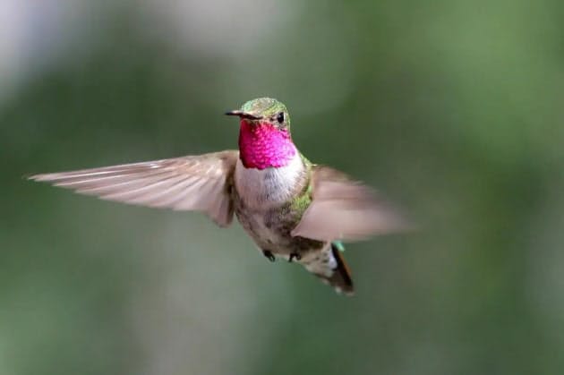 ヒトに見えない色も感知 ハチドリの目に映る世界 Nikkei Style ヒトに見えない色も感知 ハチドリの目に映る世界 Nikkei Style