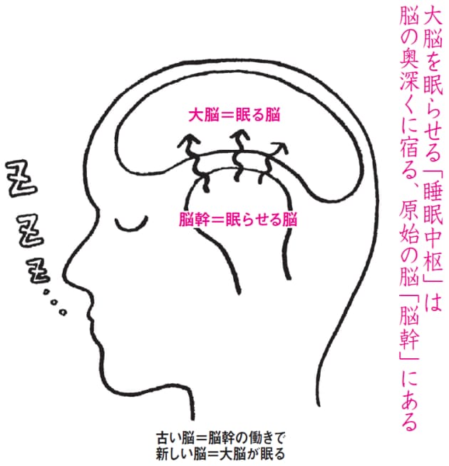 寝る子は育つ は本当 大人より活発な赤ちゃんの脳 Nikkei Style 寝る子は育つ は本当 大人より活発な赤ちゃんの脳 Nikkei Style