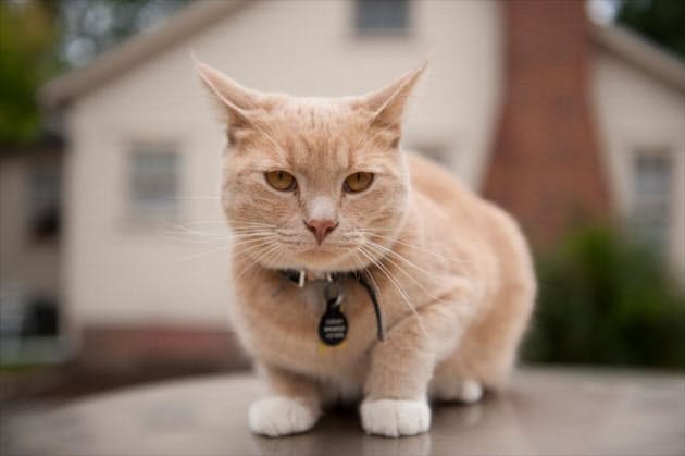 2月22日は猫の日 間違っているかも ネコのしつけ Nikkei Style 2月22日は猫の日 間違っているかも ネコのしつけ Nikkei Style