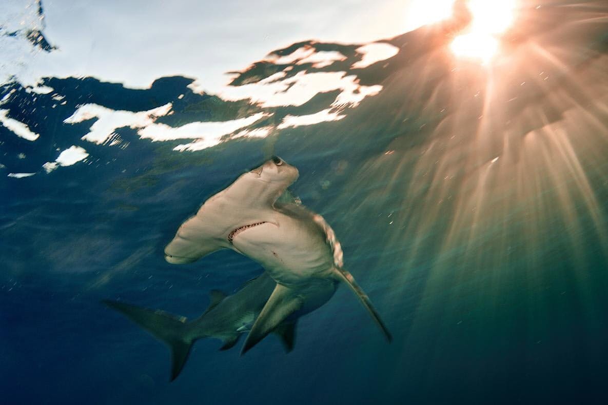 解決策は漁獲禁止か 50年で70 減 外洋のサメ エイ 急がれる保護 Nikkei Style