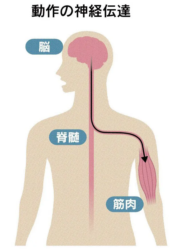 反射力を高めキレ戻す 体に刺激 神経回路を整える Nikkei Style
